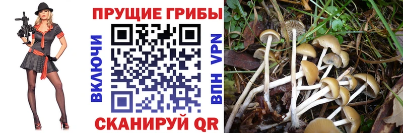Псилоцибиновые грибы MAGIC MUSHROOMS  Купить закладки  Олонец 
